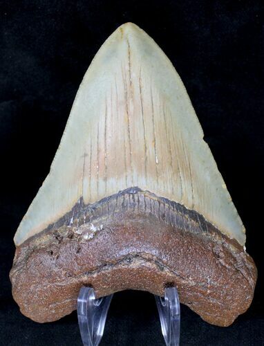 Nice Megalodon Tooth - North Carolina #19151